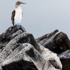 Blue-footed booby in Floreana, the Galapagos Islands.