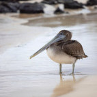 Brown pelican in Floreana, the Galapagos Islands.