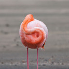 Galapagos flamingo in Floreana, the Galapagos Islands.