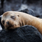 Galapagos sea lion in Floreana, the Galapagos Islands.