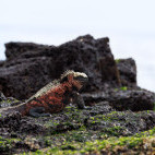 Marine iguana in Floreana, the Galapagos Islands.