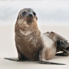 Fur seal pup in the Galapagos