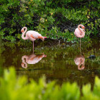Galapagos flamingo