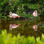 Galapagos flamingo in the Galapagos Islands