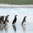Galapagos penguin in the Galapagos