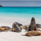 Galapagos sealion in the Galapagos