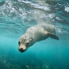 Galapagos sealion in the Galapagos
