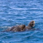 Green sea turtle in the Galapagos.