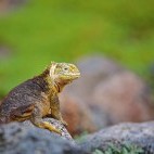 Galapagos land iguana