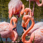 Galapagos flamingo in the Galapagos Islands