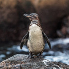 Galapagos penguin in the Galapagos Islands