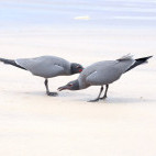 Lava gulls in the Galapagos Islands
