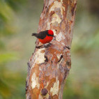 Vermillion flycatcher in the Galapagos Islands.