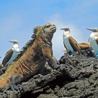 Marine iguana and blue-footed boobies in the Galapagos Islands