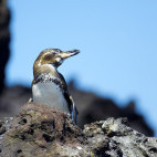 Galapagos penguin in Bartolome Island, the Galapagos