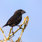 Cactus finch in Espanola, the Galapagos Islands
