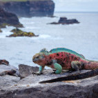 Marine iguana in Espanola, the Galapagos Islands