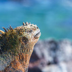 Marine iguana in Fernandina, the Galapagos Islands