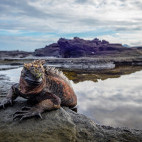 Marine iguana in Fernandina, the Galapagos Islands