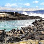 Marine iguanas in Fernandina, the Galapagos Islands