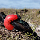 Great frigatebird in Genovesa, the Galapagos Islands.