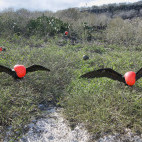 Great frigatebird in Genovesa, the Galapagos Islands