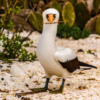 Nazca booby in Genovesa, the Galapagos Islands