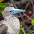 Red-footed booby in Genovesa, the Galapagos Islands