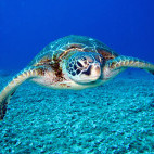Green sea turtle in the Galapagos Islands