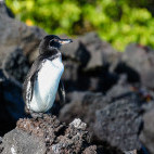 Galapagos penguin in Isabela, the Galapagos Islands