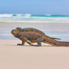 Marine iguana in the Galapagos Islands