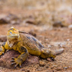Land iguana in North Seymour, the Galapagos Islands