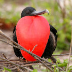 Magnificent frigatebird in North Seymour, the Galapagos Islands