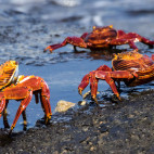 Sally Lightfoot crabs in the Galapagos Islands