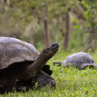 Galapagos giant tortoise in the Galapagos Islands.