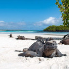 Marine iguana in Santa Cruz, the Galapagos Islands