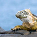 Sante Fe land iguana in the Galapagos Islands