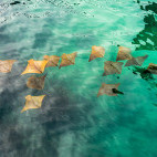 Rays in Santa Cruz, the Galapagos Islands