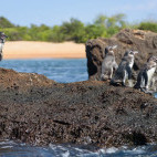 Galapagos penguin in Santiago, the Galapagos Islands