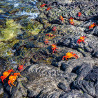 Sally Lightfoot crabs in Santiago, the Galapagos Islands