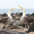 Waved albatross in the Galapagos Islands