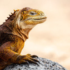Land iguana in the Galapagos
