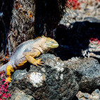 Land iguana in the Galapagos