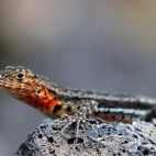 Lava lizard in the Galapagos