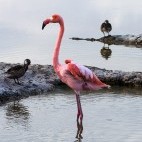 American flamingo in the Galapagos Islands