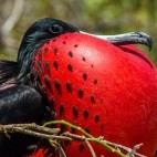 Magnificent frigatebird in the Galapagos Islands