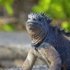 Marine iguana in the Galapagos Islands