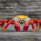 Sally Lightfoot crab in the Galapagos Islands