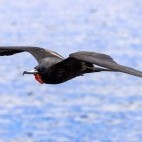 Magnificent frigatebird in the Galapagos.