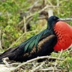 Magnificent frigatebird in the Galapagos